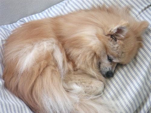 Pomeranian Boo yavrusu 2