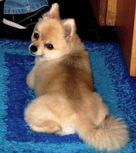 Pomeranian Boo yavrusu 3