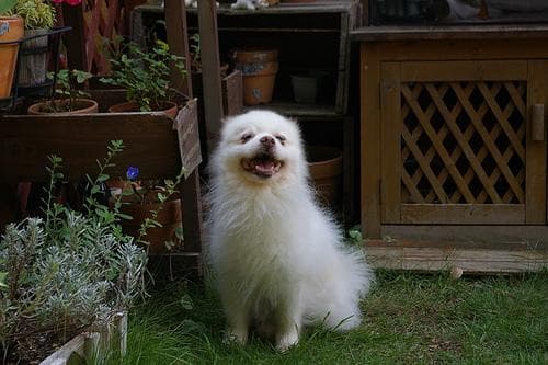 Pomeranian Boo yavrusu 3