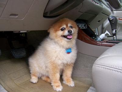 Pomeranian Boo yavrusu 2