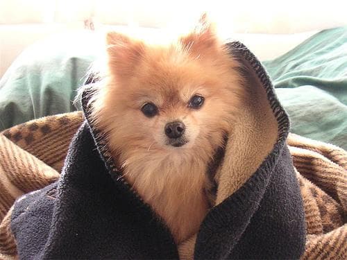 Pomeranian Boo yavrusu 3