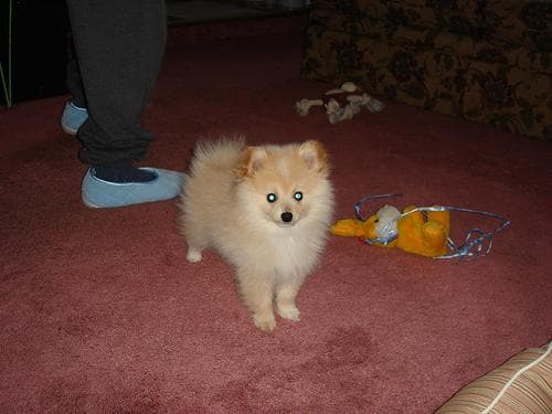 Pomeranian Boo yavrusu 2