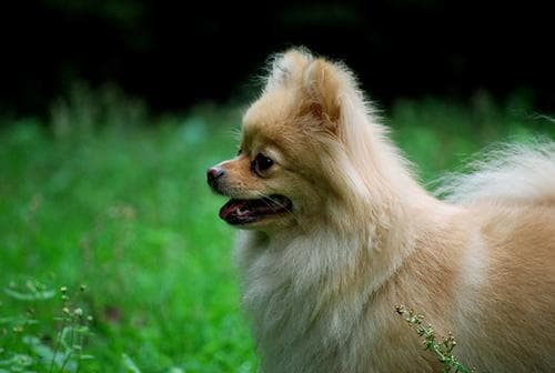 Pomeranian Boo yavrusu 2