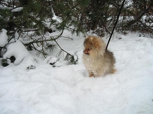 Pomeranian Boo yavrusu 3