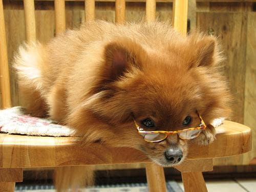 Pomeranian Boo yavrusu 3