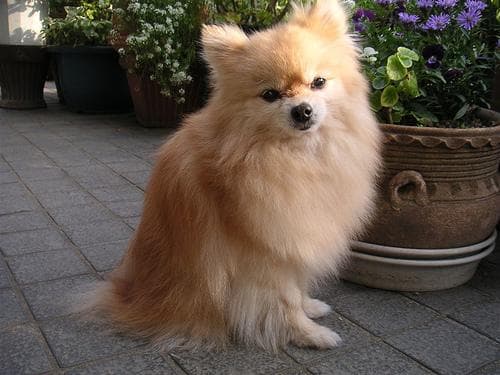 Pomeranian Boo yavrusu 2