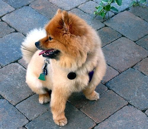 Pomeranian Boo yavrusu 3