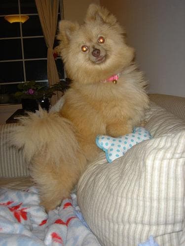 Pomeranian Boo yavrusu 2