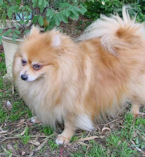 Pomeranian Boo yavrusu 3