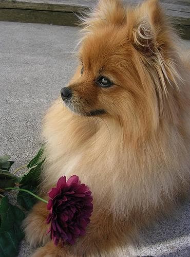Pomeranian Boo yavrusu 1