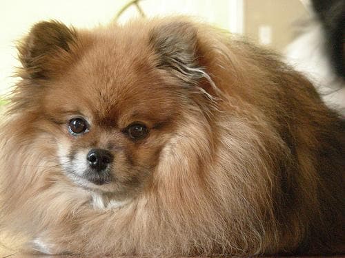 Pomeranian Boo yavrusu 3