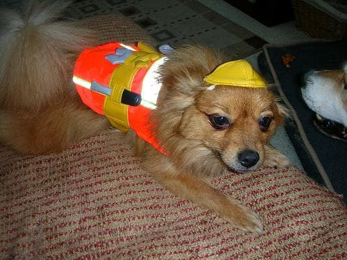Pomeranian Boo yavrusu 2