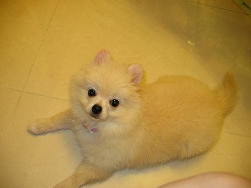 Pomeranian Boo yavrusu 2