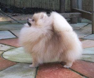 Pomeranian Boo yavrusu 2