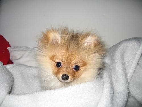 Pomeranian Boo yavrusu 3