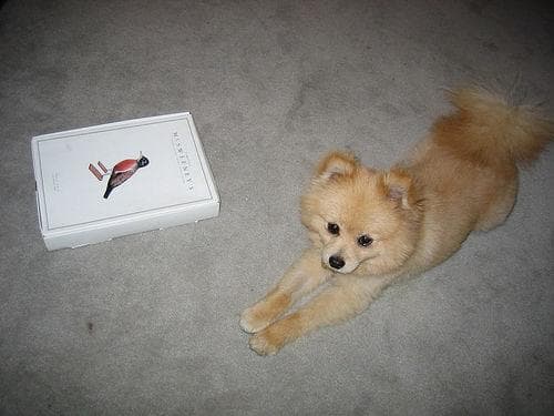 Pomeranian Boo yavrusu 3
