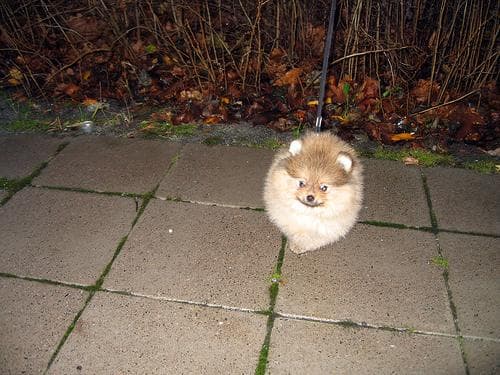 Pomeranian Boo yavrusu 3