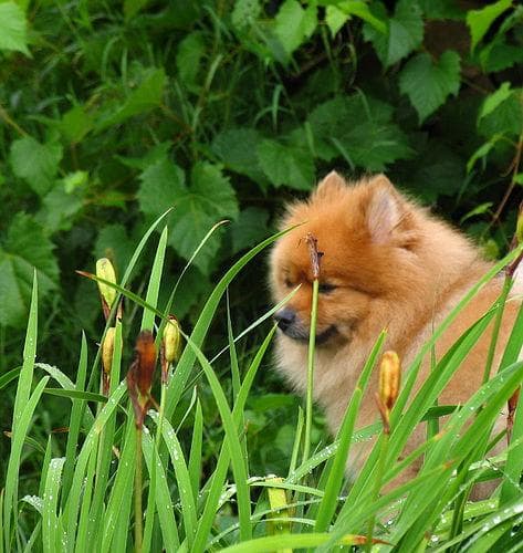 Pomeranian Boo yavrusu 1