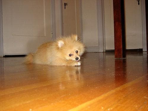 Pomeranian Boo yavrusu 2