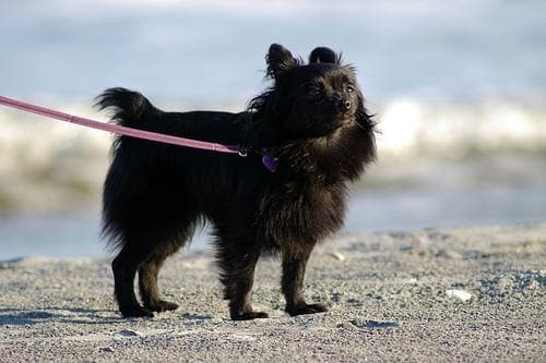 Pomeranian Boo yavrusu 3