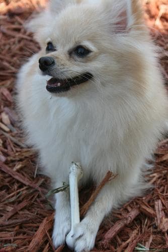 Pomeranian Boo yavrusu 3