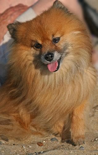 Pomeranian Boo yavrusu 2