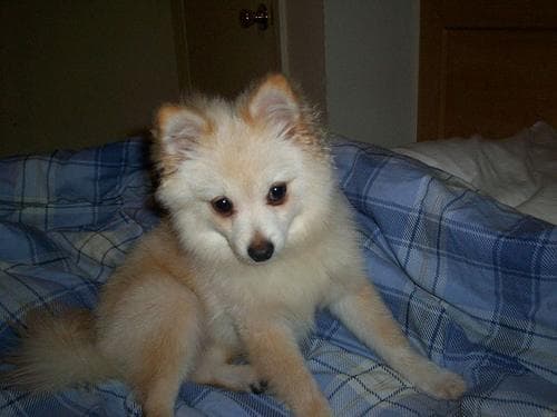 Pomeranian Boo yavrusu 2