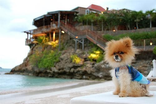 Pomeranian Boo yavrusu 2