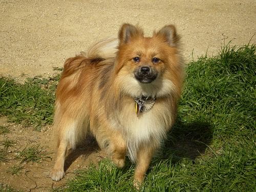 Pomeranian Boo yavrusu 3