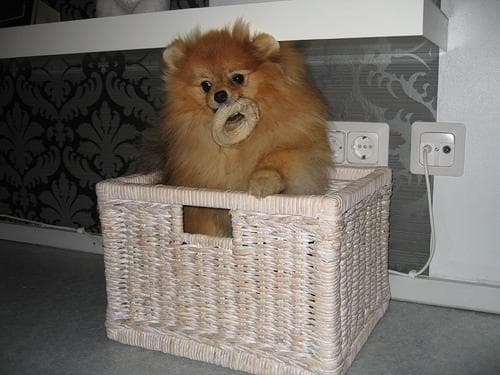 Pomeranian Boo yavrusu 3