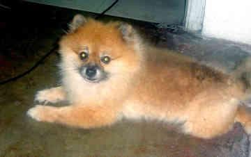 Pomeranian Boo yavrusu 3