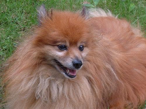Pomeranian Boo yavrusu 3