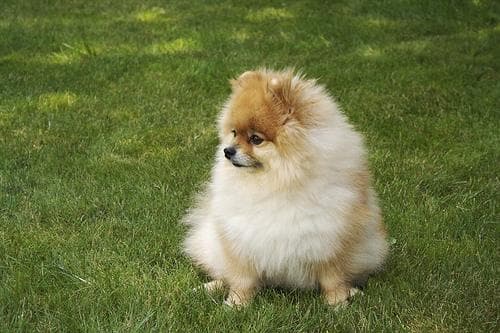 Pomeranian Boo yavrusu 1
