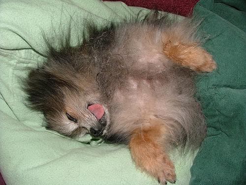 Pomeranian Boo yavrusu 3
