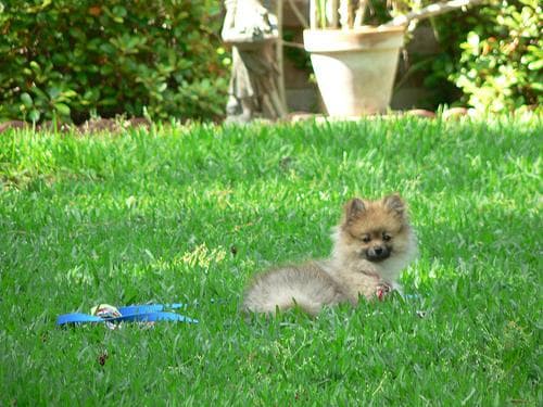 Pomeranian Boo yavrusu 2