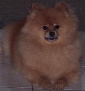 Pomeranian Boo yavrusu 2