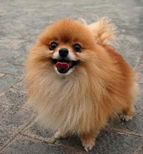 Pomeranian Boo yavrusu 2