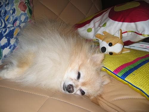 Pomeranian Boo yavrusu 3