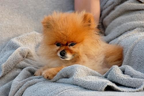 Pomeranian Boo yavrusu 2