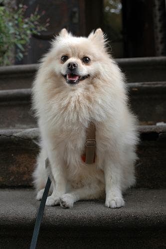 Pomeranian Boo yavrusu 3