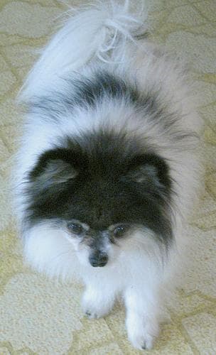 Pomeranian Boo yavrusu 3