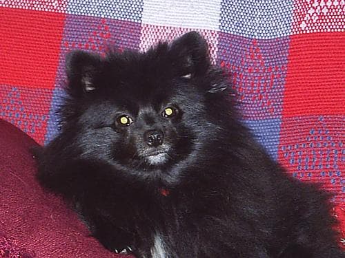 Pomeranian Boo yavrusu 3