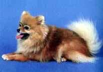 Pomeranian Boo yavrusu 3
