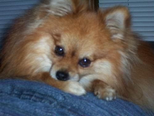 Pomeranian Boo yavrusu 3