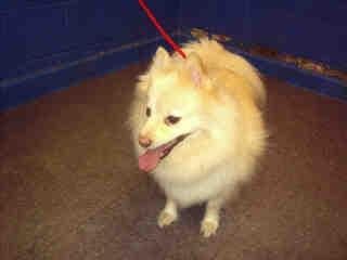 Pomeranian Boo yavrusu 2