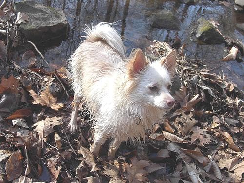 Pomeranian Boo yavrusu 1