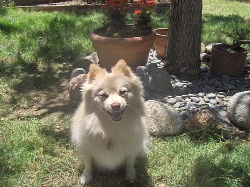 Pomeranian Boo yavrusu 3