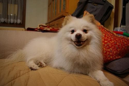 Pomeranian Boo yavrusu 2