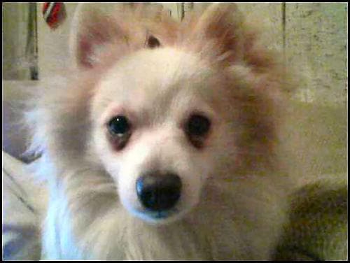Pomeranian Boo yavrusu 2