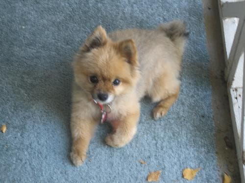 Pomeranian Boo yavrusu 3